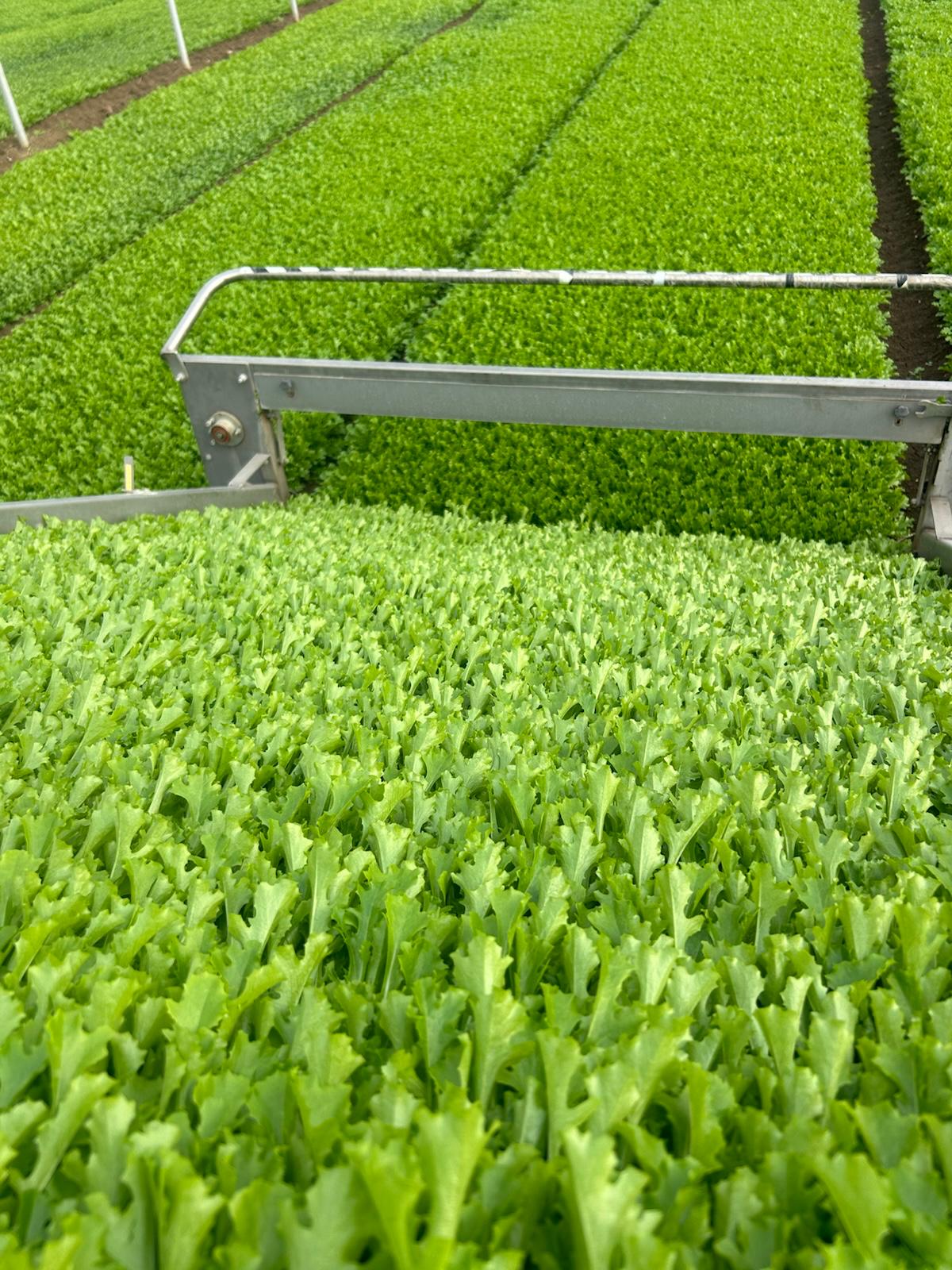 Lattughino Verde