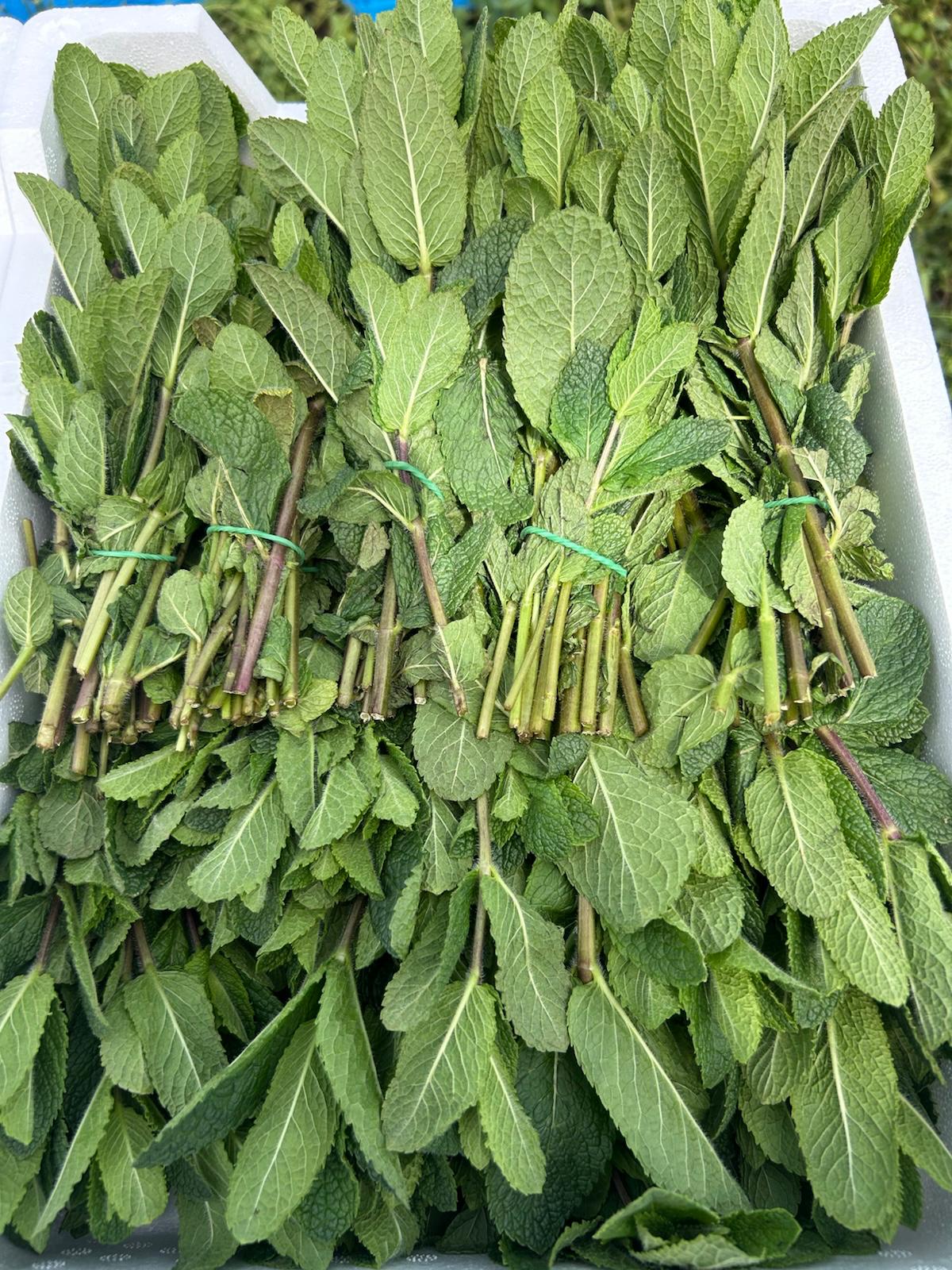 Menta