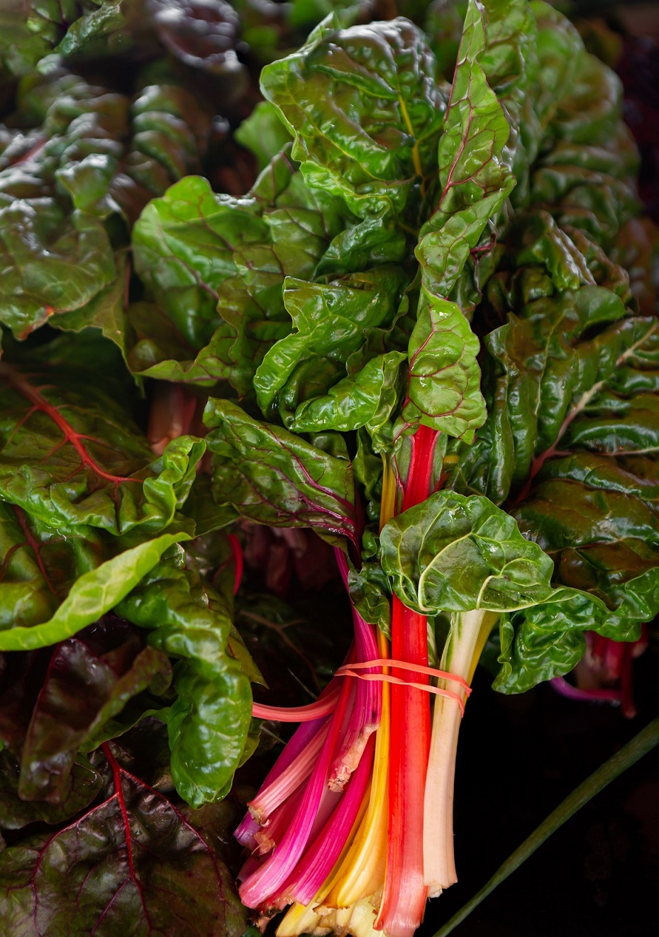 Red Chard