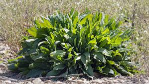 Rumex