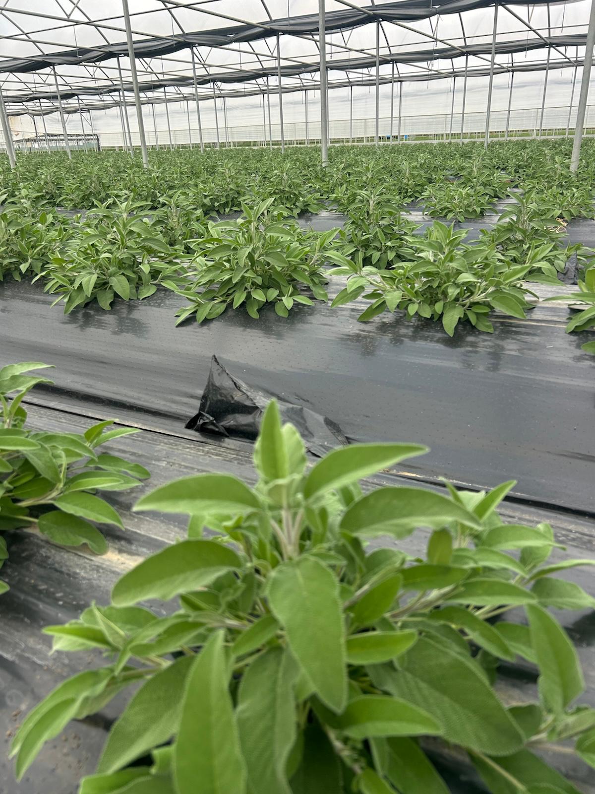 Salvia